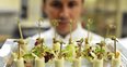 royal chef