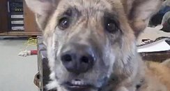 talking dog