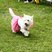 14. Race for Life Northampton 5K 