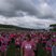 11. Race for Life Sherbourne 5
