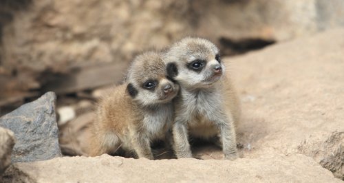 Dudley Zoo