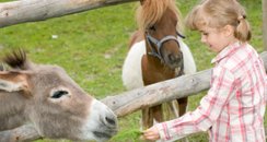 Feed Pony