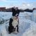 63. Westcroft snow dog, Milton Keynes