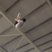 Blake Gaudry Trampolining 1