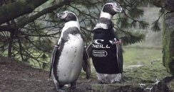 Ralph the penguin