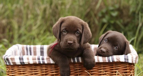 Puppies in a basket