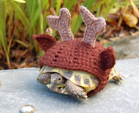 woolly-suits-for-tortoises-2-1385381144-