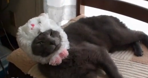 Cat That Puts Its Own Hat On