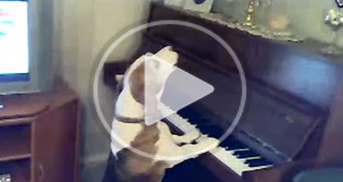 Dog playing the piano