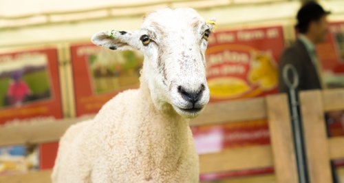 Suffolk Show 2014