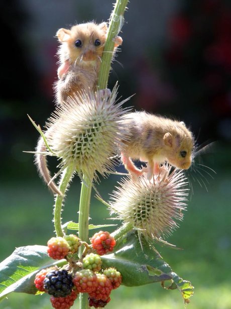 14. Caught In The Act! These Dormice Have A Field Day As They Feast On ...