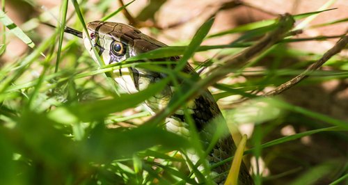 snake in the grass