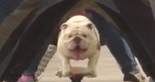 Otto the bulldog sets a world record