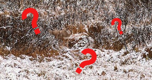 Spot The Animal Canvas