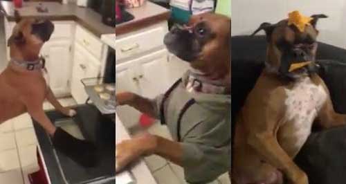 Boston the dog mannequin challenge