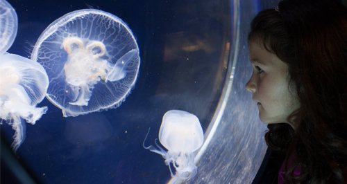 Anglesey Sea Zoo article