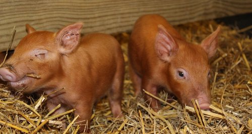 Home Farm at Temple Newsam