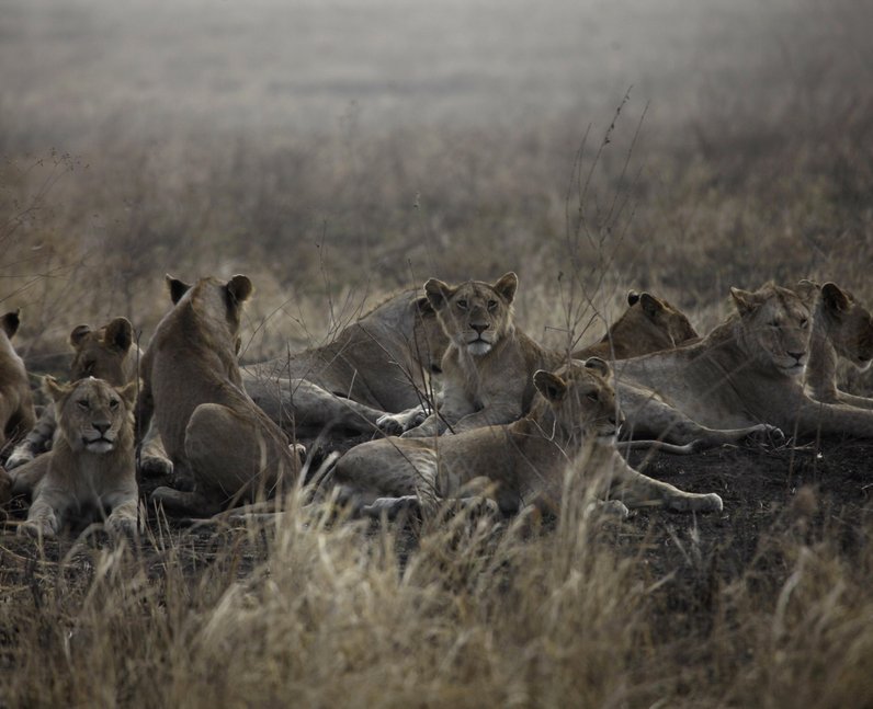 Animal Gatherings And Get Togethers - Heart